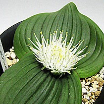Massonia echinata - 10+ Seed Pack - Image 2