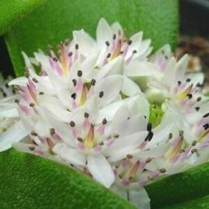 Massonia jasminiflora - 5 Seed Pack