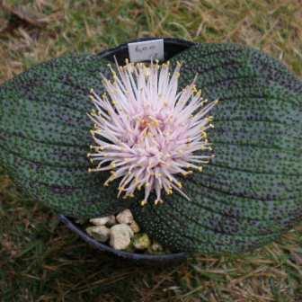 Massonia pustulata - 10 Seed Pack