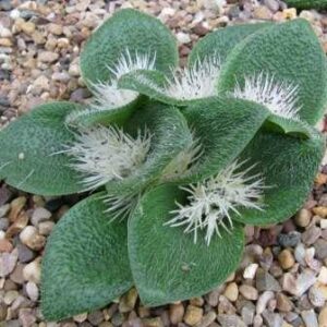 Massonia pygmaea - 5 Seed Pack