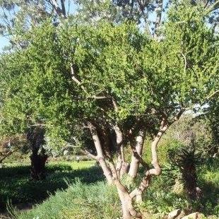 Maytenus lucida - Cape Koko Tree, Cape Maytenus; Kaapse Koko-boom - 5 Seed Pack