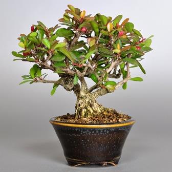 Maytenus oleoides - Mountain Maytenus, Klipkershout Bonsai & Free Bonsai eBook - 5 Seed Pack