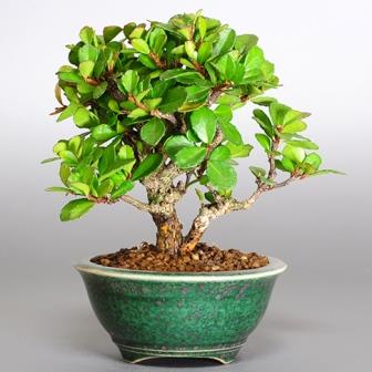 Maytenus oleoides - Mountain Maytenus, Klipkershout Bonsai & Free Bonsai eBook - 5 Seed Pack - Image 2