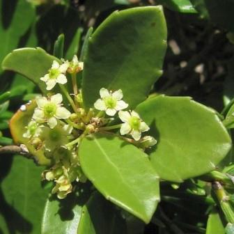 Maytenus procumbens - Dune Koko Tree; Duinekokoboom - 5 Seed Pack