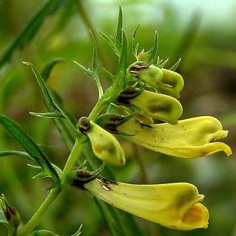 Melampyrum pratense - Common Cow-wheat - 5 Seed Pack