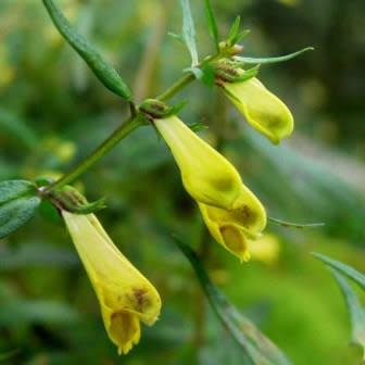 Melampyrum pratense - Common Cow-wheat - 5 Seed Pack - Image 2