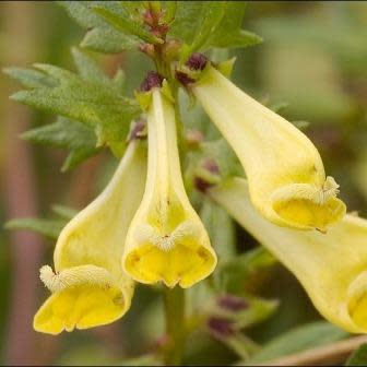 Melampyrum pratense - Common Cow-wheat - 5 Seed Pack - Image 4