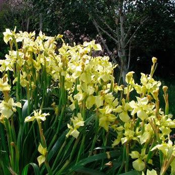 Moraea alticola - 10+ Seed Pack - Image 2
