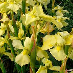 Moraea alticola - 10+ Seed Pack - Image 4