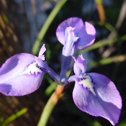 Moraea amabilis - 5 Seed Pack
