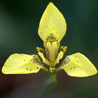 Moraea bellendenii - 10 Seed Pack