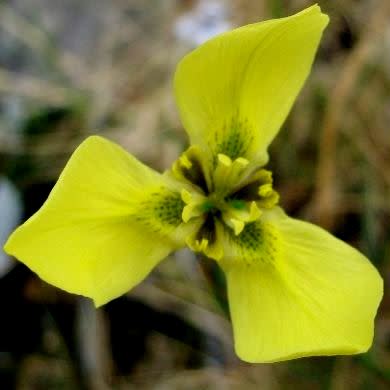 Moraea bellendenii - 10 Seed Pack - Image 2