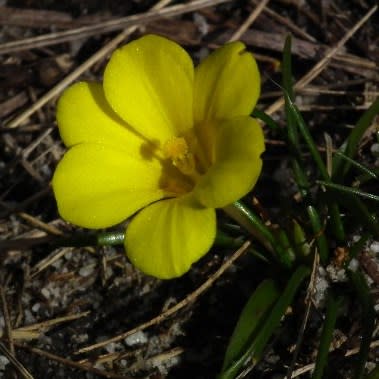Moraea fugacissima - 5 Seed Pack