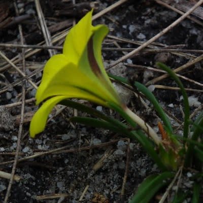 Moraea fugacissima - 5 Seed Pack - Image 2