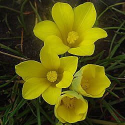Moraea fugacissima - 5 Seed Pack - Image 3