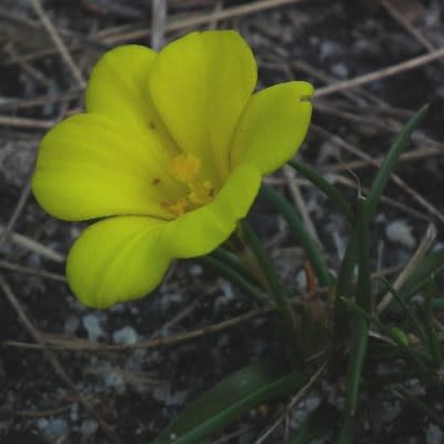 Moraea fugacissima - 5 Seed Pack - Image 4