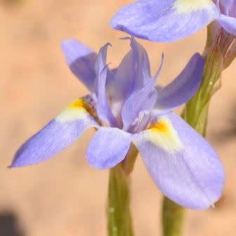 Moraea lazulina - 5 Seed Pack
