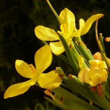 Moraea nana - 10+ Seed Pack