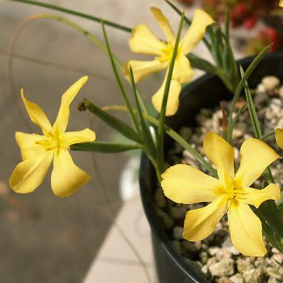 Moraea nana - 10+ Seed Pack - Image 2