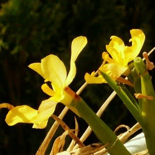 Moraea nana - 10+ Seed Pack - Image 3
