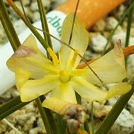 Moraea nana - 10+ Seed Pack - Image 4