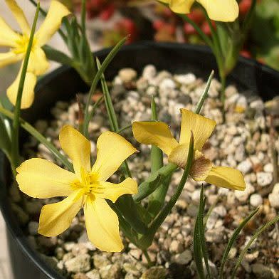 Moraea nana - 10+ Seed Pack - Image 5