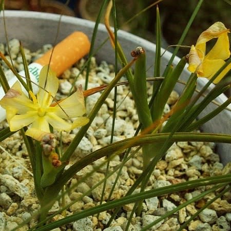 Moraea nana - 10+ Seed Pack - Image 6