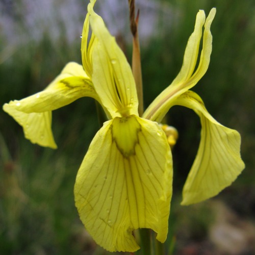 Moraea neglecta - 5 Seed Pack