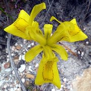 Moraea neglecta - 5 Seed Pack - Image 2