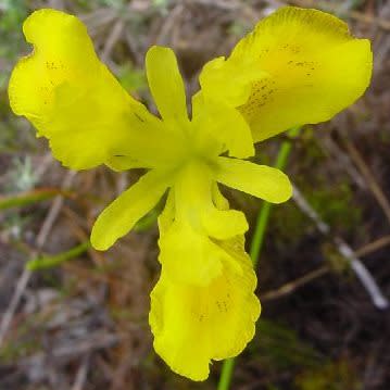 Moraea neglecta - 5 Seed Pack - Image 3