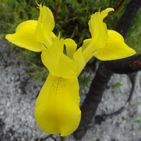 Moraea neglecta - 5 Seed Pack - Image 4
