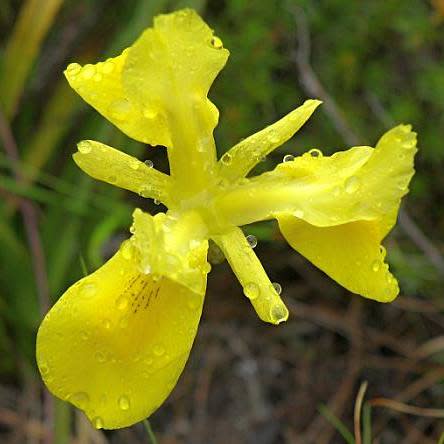 Moraea neglecta - 5 Seed Pack - Image 5