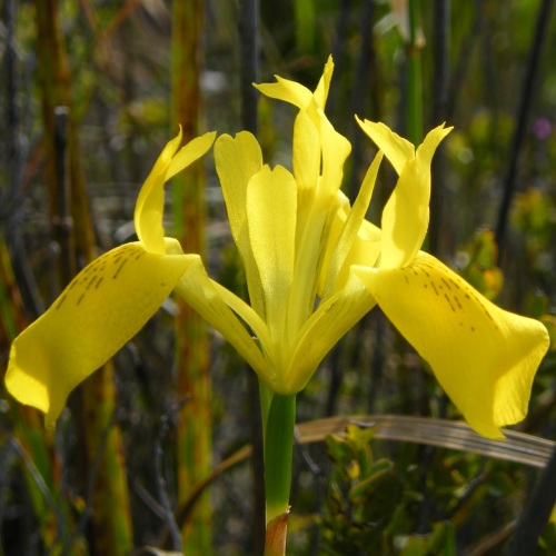 Moraea neglecta - 5 Seed Pack - Image 6