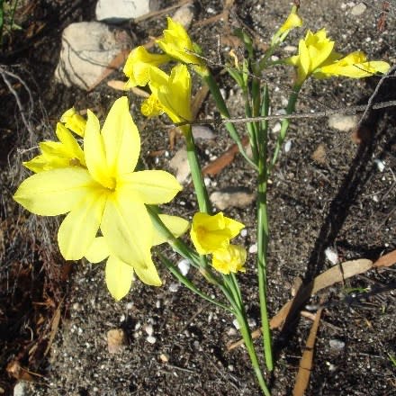Moraea pyrophila - 5 Seed Pack - Image 3