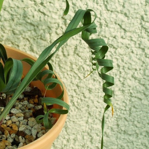 Moraea speciosa - 5 Seed Pack - Image 2