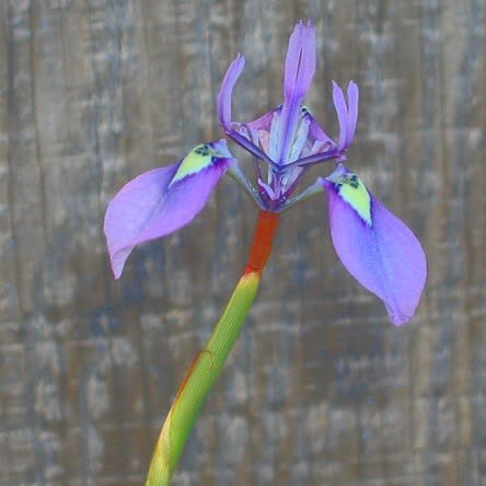 Moraea tripetala - Bloutulp, Dwergtulp, Kleinuintjie, Perde-uintjie - 5 Seed Pack