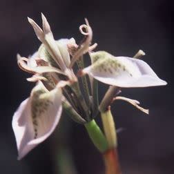 Moraea unguiculata - 5 Seed Pack - Image 2