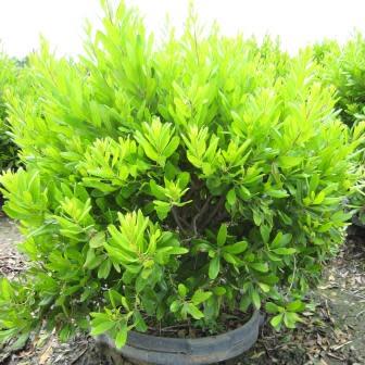 Myrica pensylvanica - Northern Bayberry - 5 Seed Pack - Image 2