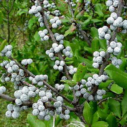 Myrica pensylvanica - Northern Bayberry - 5 Seed Pack - Image 3