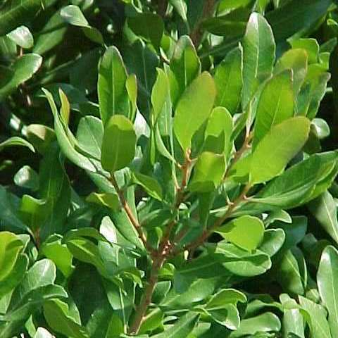 Myrica pensylvanica - Northern Bayberry - 5 Seed Pack - Image 4