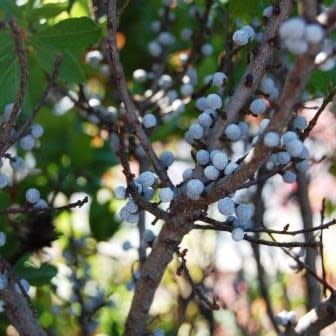Myrica pensylvanica - Northern Bayberry - 5 Seed Pack - Image 5