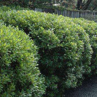 Myrica pensylvanica - Northern Bayberry - 5 Seed Pack - Image 6