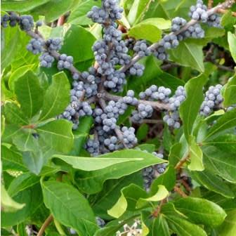 Myrica pensylvanica - Northern Bayberry - 5 Seed Pack - Image 7