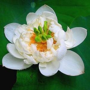 Nelumbo nucifera alba - White Lotus Water Lily - 50 Bulk Seed Pack