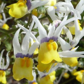 Nemesia cheiranthus - Kappieblommetjie, Weeskindertjies; Long-eared Nemesia, Shooting Stars - 5 Seed Pack