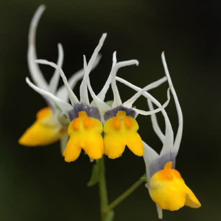 Nemesia cheiranthus - Kappieblommetjie, Weeskindertjies; Long-eared Nemesia, Shooting Stars - 5 Seed Pack - Image 3