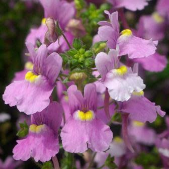 Nemesia denticulata - Leeubekkie, Maagpynblommetjie - 10 Seed Pack