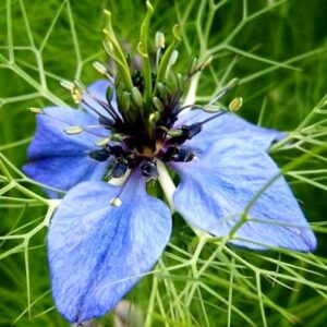 Nigella damascena - Love-in-a-Mist - 10 Seed Pack