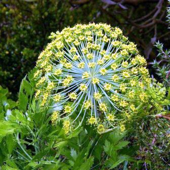 Notobubon galbanum - Blister Bush; Bergseldery, Wilde Seldery, Droëdas - 5 Seed Pack