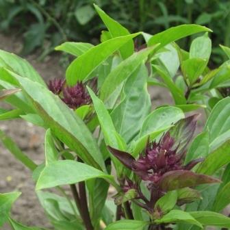 Ocimum basilicum - Thai Basil Siam Queen - 5 Seed Pack - Image 2